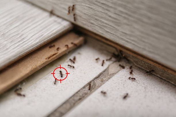 Best Emergency Pest Control  in Lely, FL